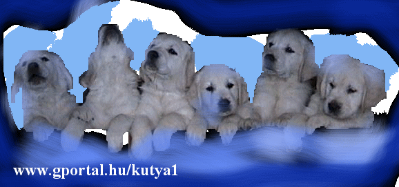 http://kutyusok11.gportal.hu/portal/kutyusok11/image/kutya.gif